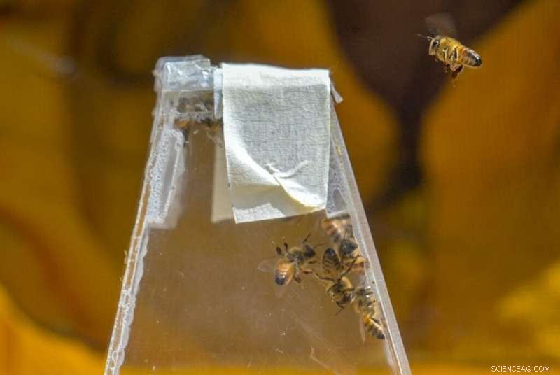 Protecting Bees in Cities: Colombian Researchers Find Urban Sanctuaries
