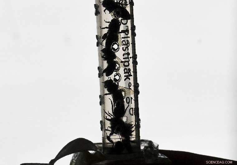 Protecting Bees in Cities: Colombian Researchers Find Urban Sanctuaries