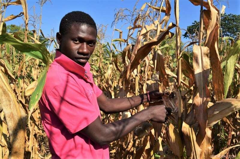 New Forecasting Models Combat Fall Armyworm in Africa