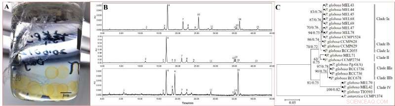 Phaeocystis globosa Blooms in South China Sea: A Novel Ecotype Emerges