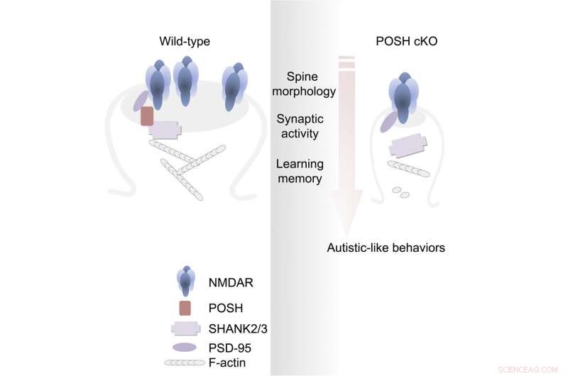 New Insights into Autism: POSH Protein s Role Revealed