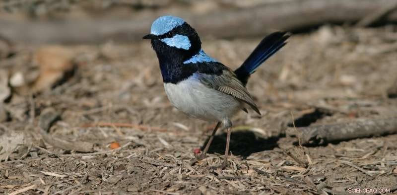 Attract Woodland Birds to Your Farm: The Benefits of Revegetation