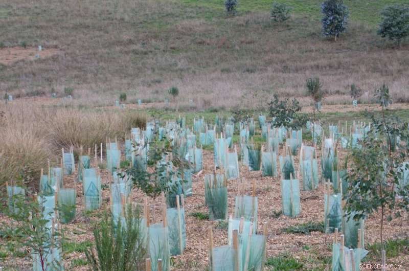Attract Woodland Birds to Your Farm: The Benefits of Revegetation