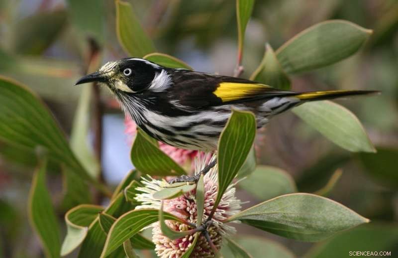 Attract Woodland Birds to Your Farm: The Benefits of Revegetation