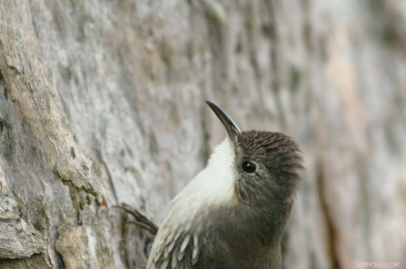 Attract Woodland Birds to Your Farm: The Benefits of Revegetation