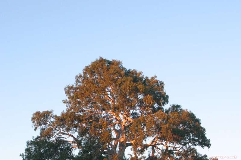 Attract Woodland Birds to Your Farm: The Benefits of Revegetation