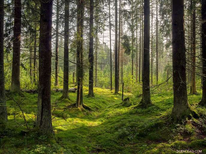 Future of European Trees: New Data Reveals Species Distribution Shifts