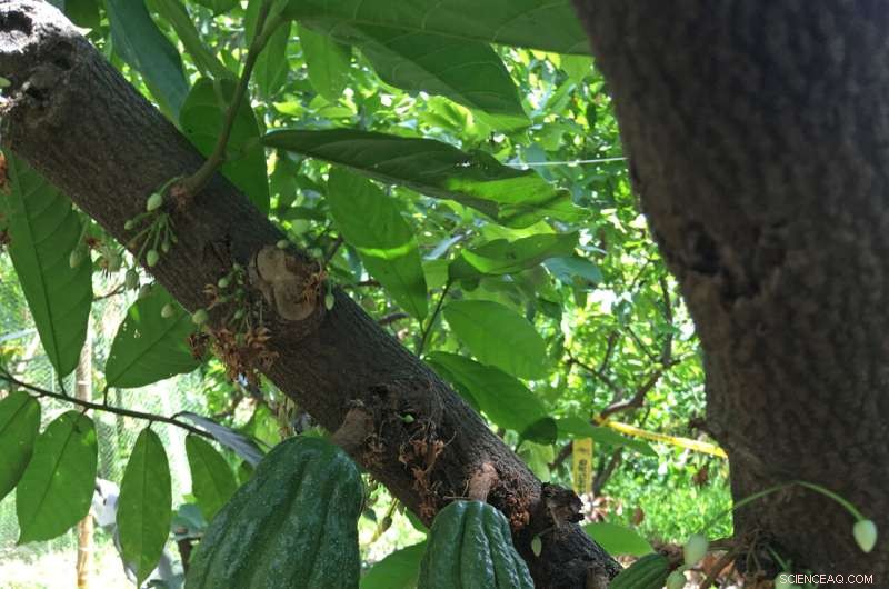 Cacao Tree Pollination: Unlocking the Secrets to Higher Yields