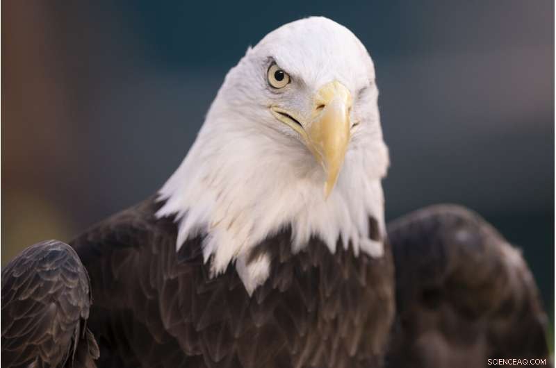 NextEra Energy Subsidiary Pleads Guilty to Eagle Fatalities at Wind Farms