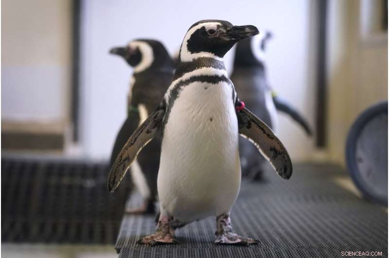 Avian Flu Threat: Zoos Across North America Protect Bird Populations