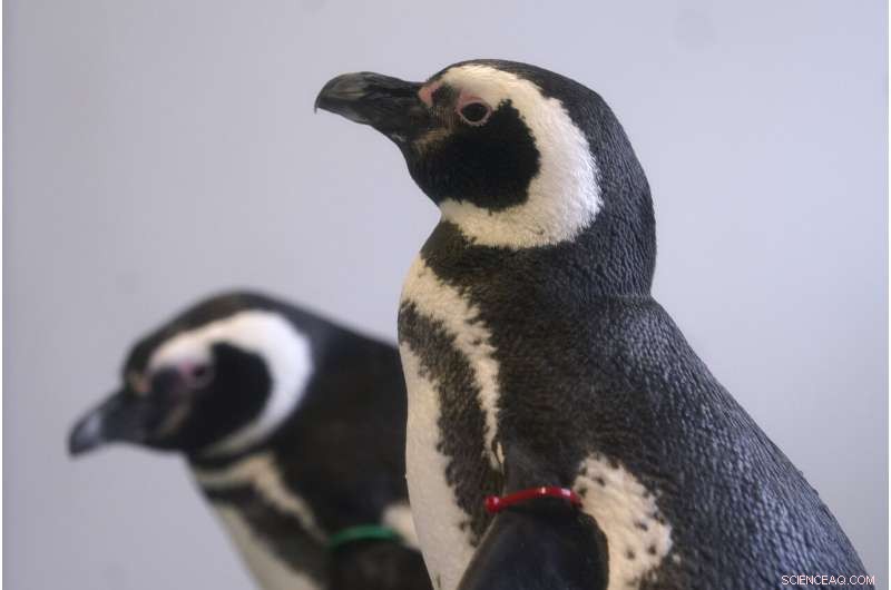 Avian Flu Threat: Zoos Across North America Protect Bird Populations