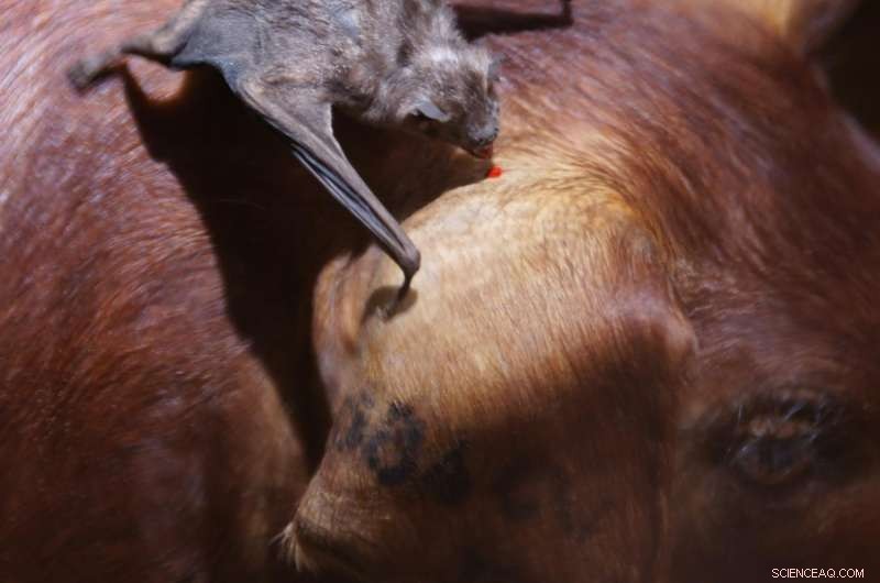 Vampire Bats Form Bonds Like College Roommates - Study