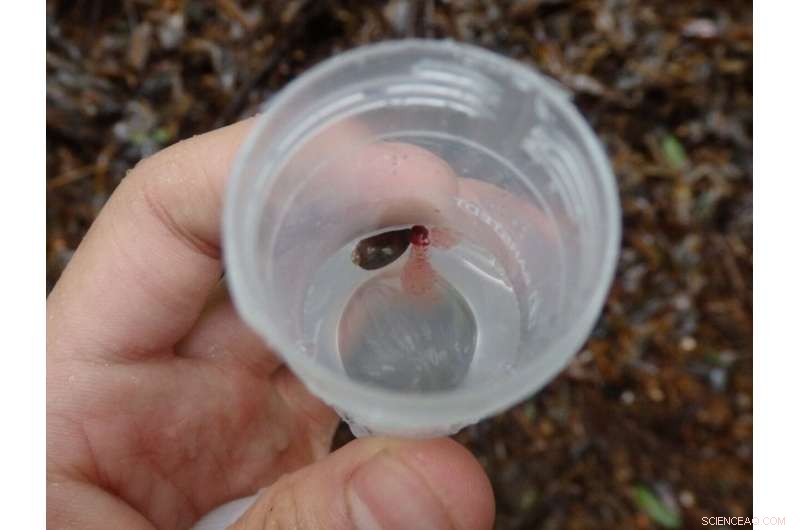 Leeches: A Novel Tool for Biodiversity Mapping – Harvard Study