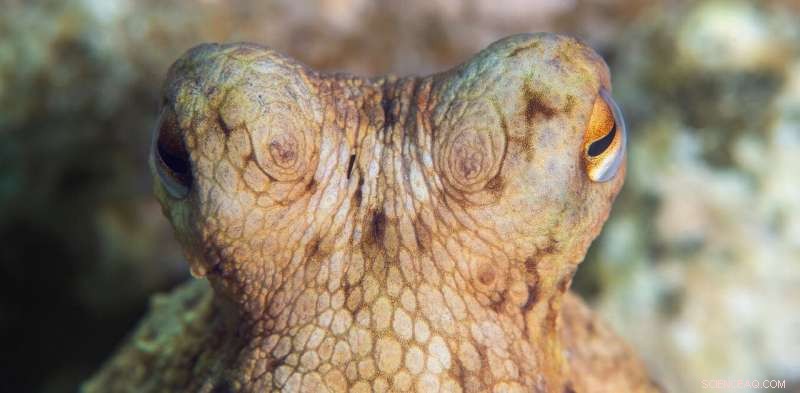 Octopus Intelligence & Sentience: Why Octopus Farming is Unethical