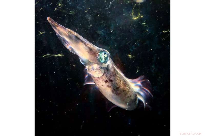 Okinawa Squid Achieves Unprecedented Color Matching Ability