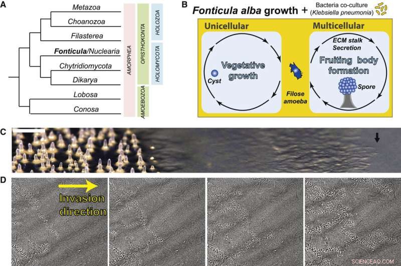 Slime Mold Behavior: Collective Feeding on Bacteria - F. alba