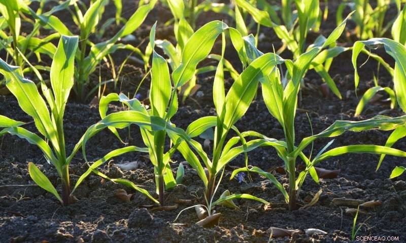 Geosmin: The Science Behind the Smell of Wet Soil and Its Impact on Soil Microbes