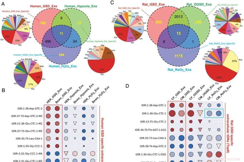 Cellular Stress Response Molecules: Potential Disease Indicators