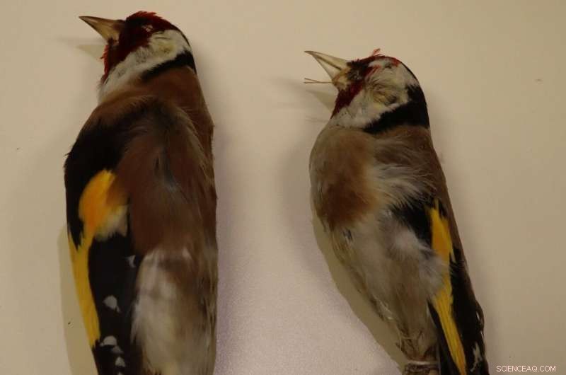 Climate Change Impacts on Bird Evolution: Morphology Shifts in Israel