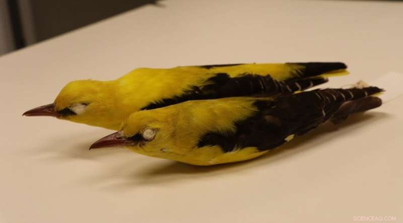 Climate Change Impacts on Bird Evolution: Morphology Shifts in Israel