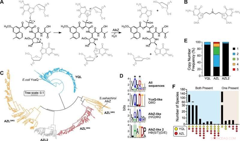Novel Method Identifies Potential Therapeutic Compounds in Streptomyces