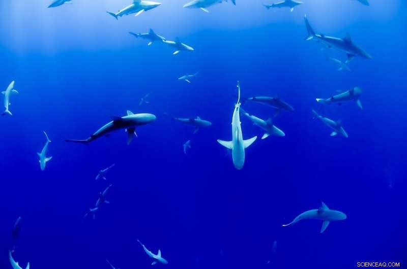 Shark & Game Fish Overlap: New Research on Overlapping Habitats