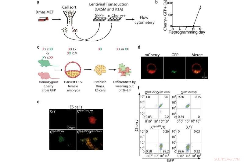 Gene Silencing Mechanism Identified via Novel DNA Discovery