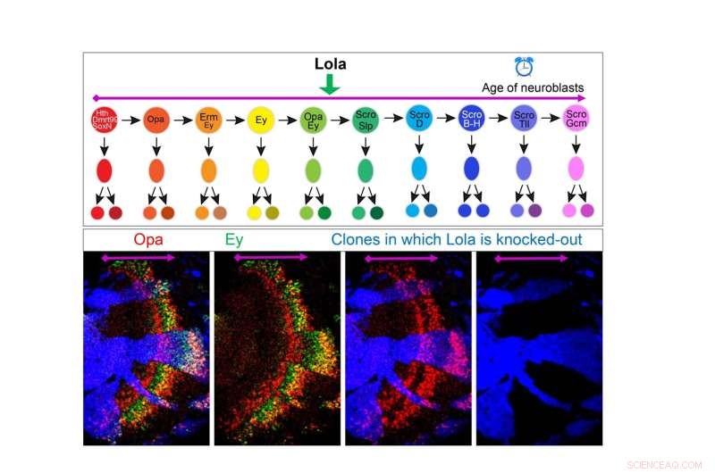 Understanding Neurogenesis in Drosophila: The Molecular Clock of Visual Center Development