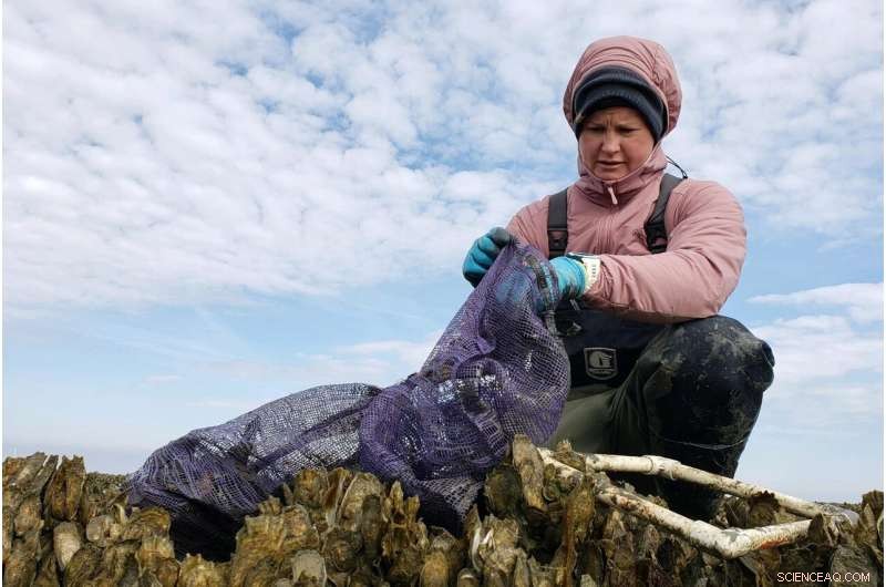 Hope for Oyster Reefs: Research Shows Promise for Recovery