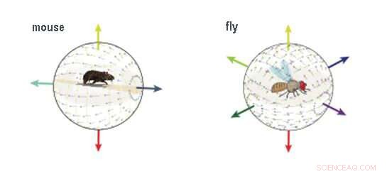 Fruit Flies Use Advanced Motion Detection for Flight Navigation