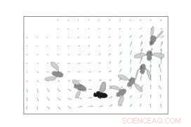 Fruit Flies Use Advanced Motion Detection for Flight Navigation