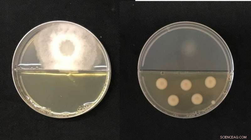 Sugarcane Disease Breakthrough: Bacteria Combat Yield-Reducing Fungus