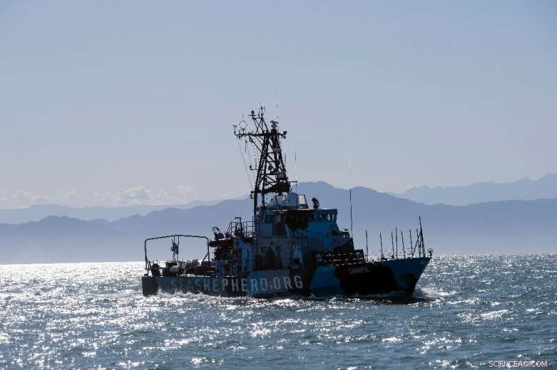 Saving the Vaquita: Mexico s Urgent Fight to Protect the World s Rarest Porpoise