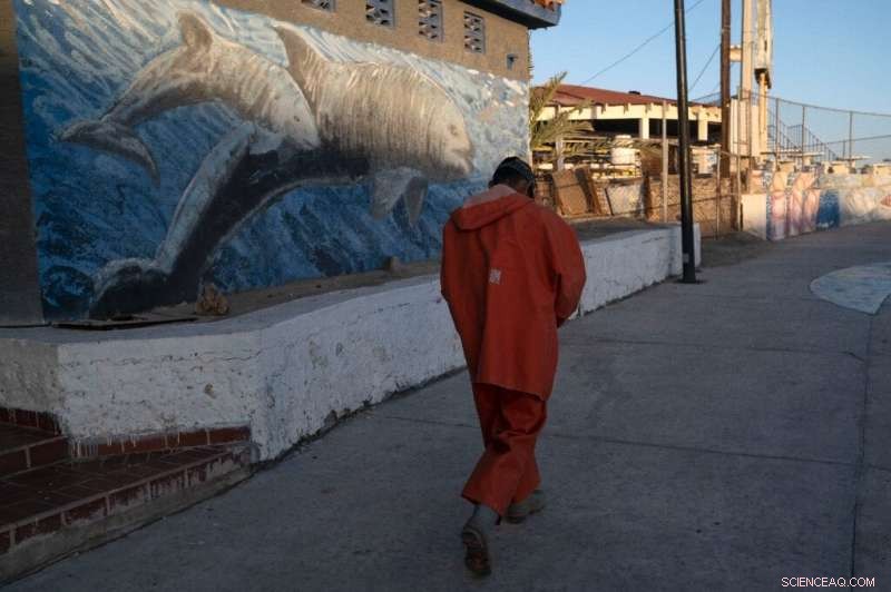Saving the Vaquita: Mexico s Urgent Fight to Protect the World s Rarest Porpoise