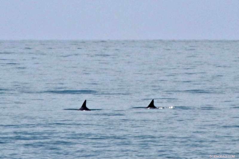 Saving the Vaquita: Mexico s Urgent Fight to Protect the World s Rarest Porpoise