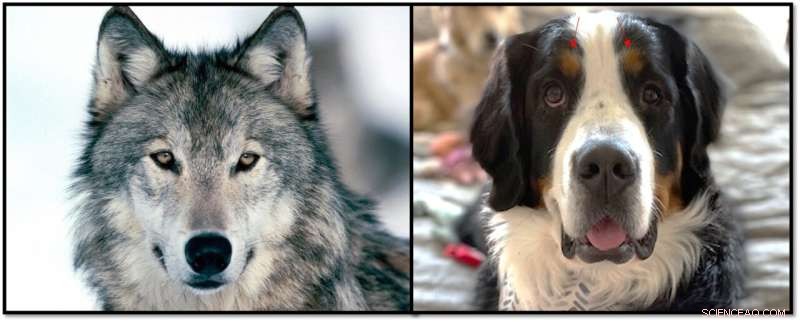 Decoding Dog Eyes: The Science Behind Their Charming Gaze