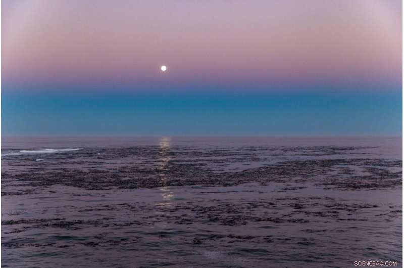New Map Reveals Largest Kelp Forest Canopy Extent Worldwide