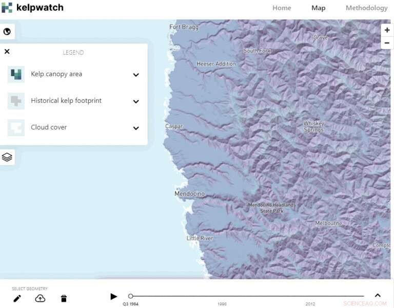 New Map Reveals Largest Kelp Forest Canopy Extent Worldwide