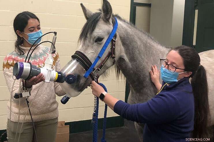 Innovative Portable Device for Equine Lung Function Testing