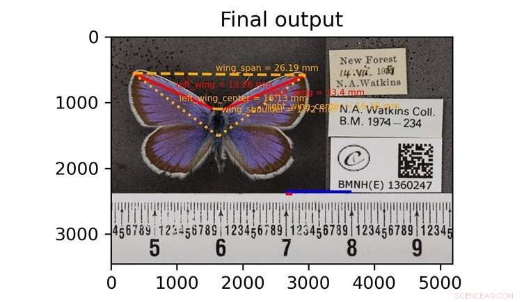 Climate Change Impacts: British Butterflies Growing Larger