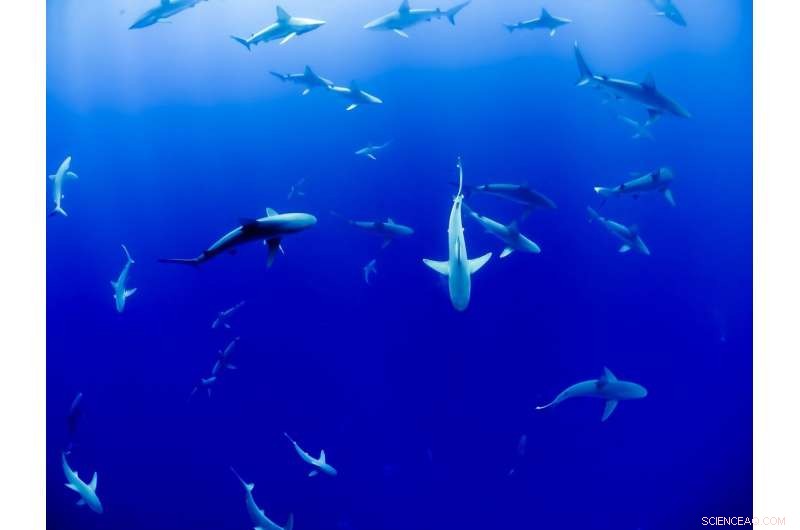 Shark Conservation: Assessing Climate & Fishing Threats with Advanced DNA & Sensors