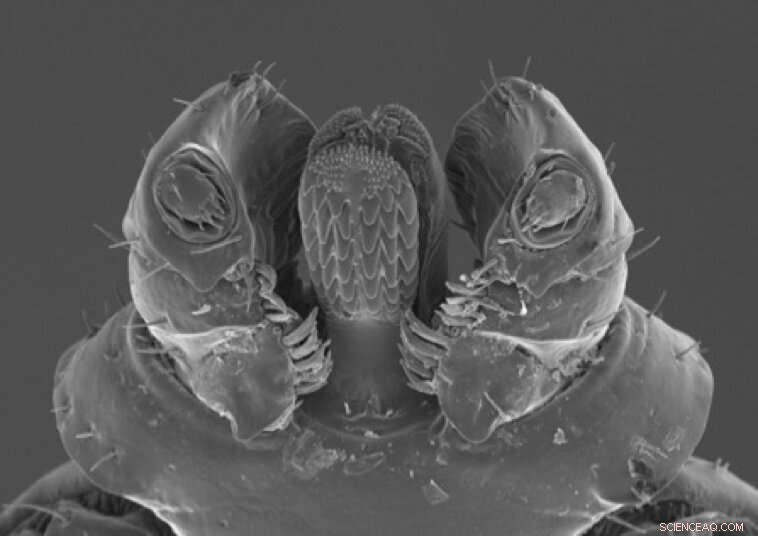 Understanding the Spread of Rocky Mountain Spotted Fever: A New Study