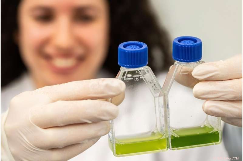 Endogenous Clocks & Photosynthetic Organism Fitness: A Study of Chlamydomonas reinhardtii