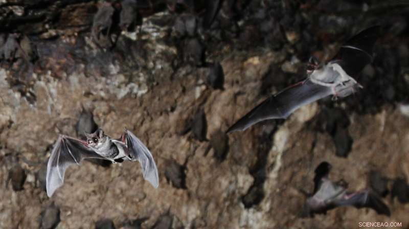 White-Nose Syndrome Fungus Detected in Louisiana Bats