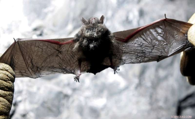 White-Nose Syndrome Fungus Detected in Louisiana Bats