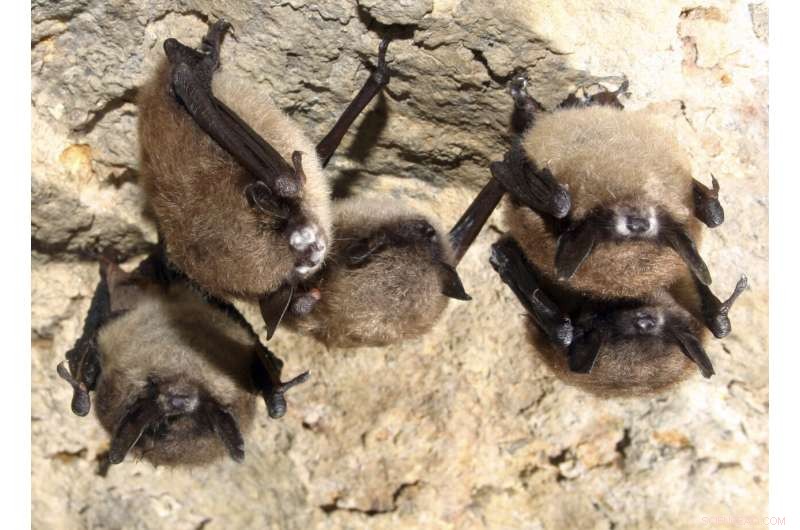 White-Nose Syndrome Fungus Detected in Louisiana Bats
