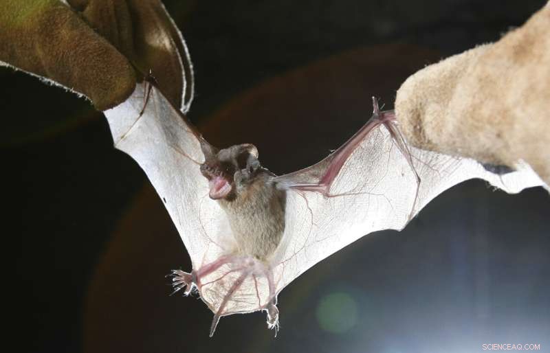 White-Nose Syndrome Fungus Detected in Louisiana Bats