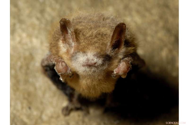 White-Nose Syndrome Fungus Detected in Louisiana Bats
