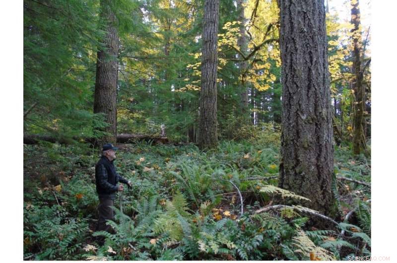 Thinning Mature Forests: A Cost-Effective Management Strategy