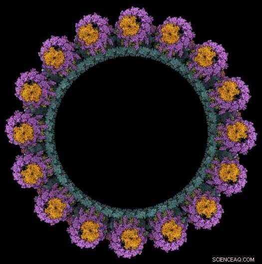 New Insights into Bacterial Swimming Mechanisms Discovered